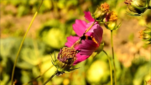 Bumblebee and Ladybug creep on flower
