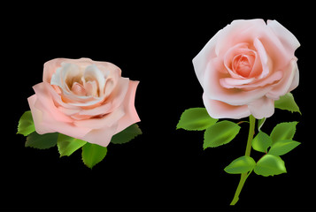 two tea roses isolated on black