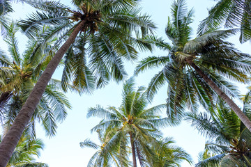 Fototapeta na wymiar Coconut or palm trees with perspective view.
