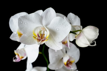 White Orchid on a black background