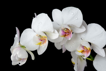 Plakat White Orchid on a black background