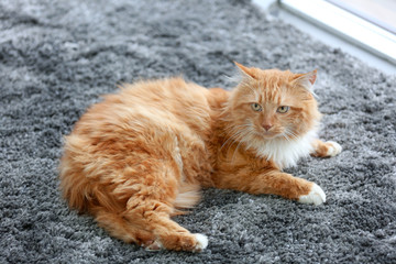 Fototapeta na wymiar Fluffy red cat lying on a carpet