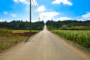 Fototapeta premium まっすぐな田舎道