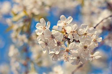 Cherry blossoms on a branch in the sunshine. Tonning photo