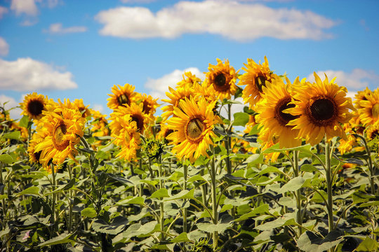 Fototapeta Sunflowers