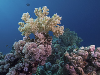 Soft coral on the top