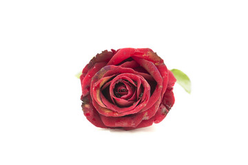 Red Rose isolated on white background