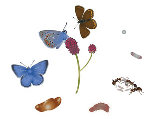 Life cycle of common blue