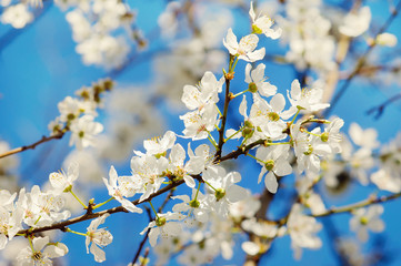 Obraz premium Cherry tree blossom close-up.