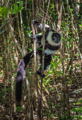 Black-and-white ruffed lemur of Madagascar