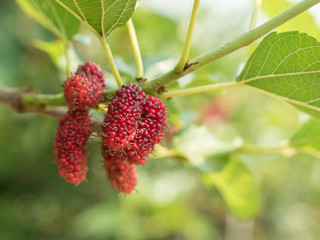 Mulberry fruit on branch.