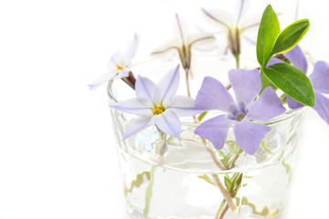 purple spring flower decoration in white #2