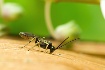 Ichnumon Wasp Close up