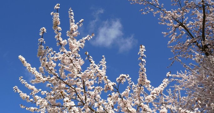 White Cherry Plum Tree Flowers Spring Blossom