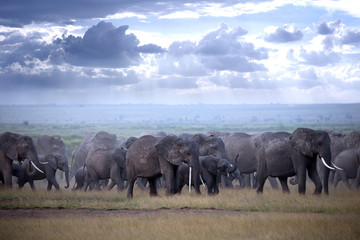 Big herd of elephants on african savannah in misty evening light
