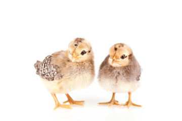 Baby chickens isolated on white