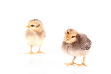 Baby chickens isolated on white