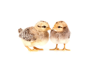 Baby chickens isolated on white