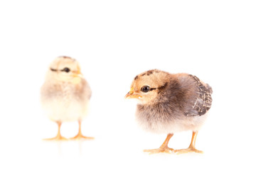 Baby chickens isolated on white