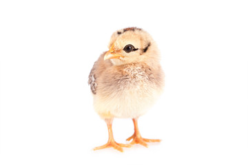 Fototapeta premium Baby chicken isolated on white