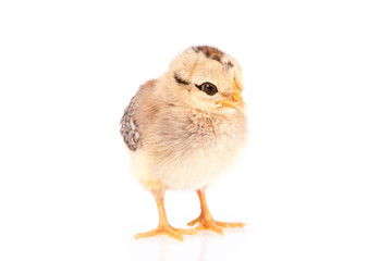Fototapeta premium Baby chicken isolated on white