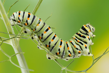 Caterpillar of the Maltese Swallowtail Butterfly eating fennel leaves, 10 days after hatching. It is now about 40 mm long and nearing its final days as a caterpillar.
