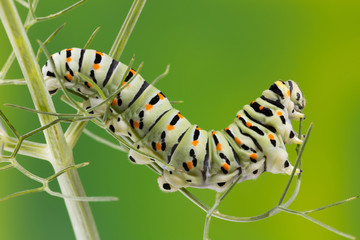 Caterpillar of the Maltese Swallowtail Butterfly eating fennel leaves, 10 days after hatching. It is now about 40 mm long and nearing its final days as a caterpillar.