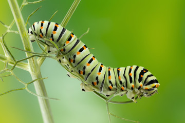 Caterpillar of the Maltese Swallowtail Butterfly eating fennel leaves, 10 days after hatching. It is now about 40 mm long and nearing its final days as a caterpillar. - obrazy, fototapety, plakaty