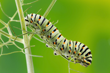 Caterpillar of the Maltese Swallowtail Butterfly eating fennel leaves, 10 days after hatching. It is now about 40 mm long and nearing its final days as a caterpillar.