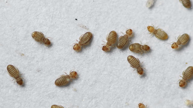 Insect Booklice also known as barklice Insects seen with 20x magnification. These are 40 times smaller than a grain of rice. Common pest.