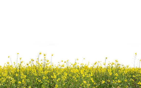 yellow mustard field