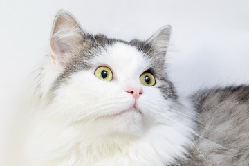 Siberian cat, portrait on a white background