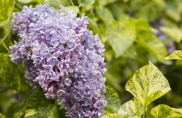 Blossoming Syringa vulgaris in Minsk a botanical garden, Belarus