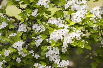 Blooming cherry tree in bloom at spring garden