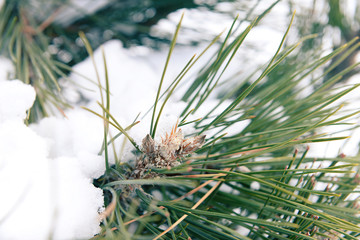 Naklejka premium Snowy pine tree branches, closeup