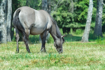 Full length portrait of feeding heck horse at green bushy background 