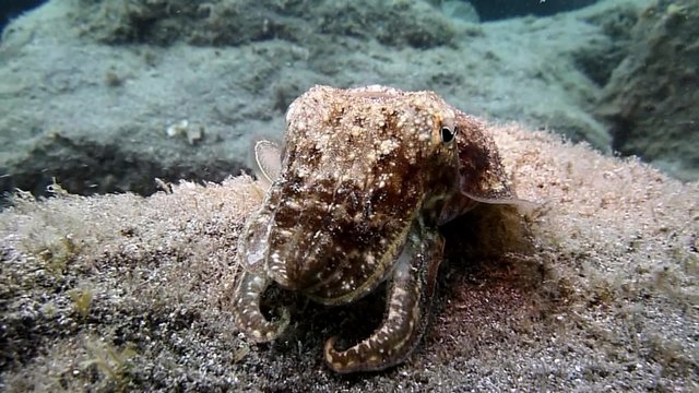 Cuttlefish restlessly in front of the camera, changing color and fleeing III
