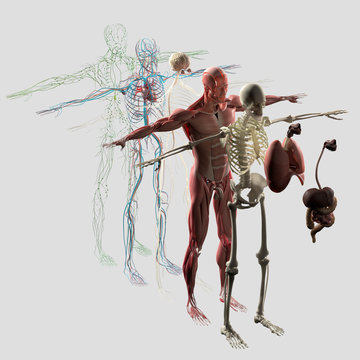 Human anatomy exploded view, deconstructed. Separate elements muscle, bone, organs, nervous system, lymphatic system, vascular system.