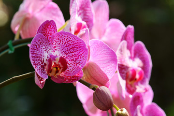 Obraz premium orchids is considered the queen of flowers in Thailand