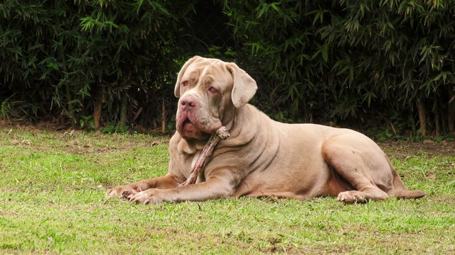 Purebred Neapolitan Mastiff bitch happily indulging in a sizable animal bone within the confines of her backyard.