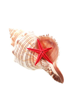 Starfish And Shell