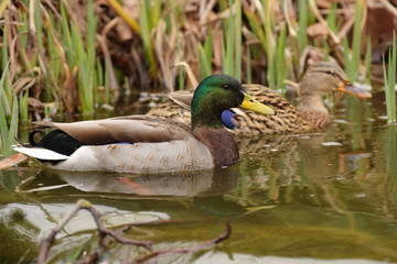 Obraz premium Mallard, Duck, Anas platyrhynchos