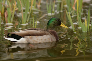 Mallard, Duck, Anas platyrhynchos