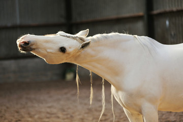 Obraz na płótnie Canvas Andalusian white/grey gelding Mambo IX