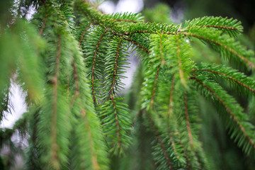 green prickly branches of a fur-tree or pine
