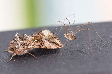 Moth is attacked by a spider.