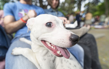 dog, animal, outdoor, friend, outside, happy