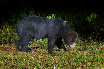 Close up of nocturnal animals Malayan sun bear, Honey bear