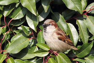 Haussperling (Passer domesticus)
