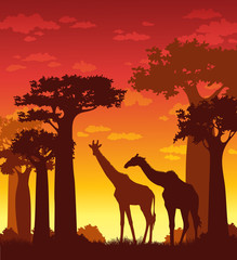 Silhouette of giraffes and baobabs on a sunset sky.